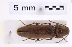 Foto (Dorsalansicht) von Melanotus plutenkoi (Platia, 2007) (NHMW-ZOO-COL-0007674)